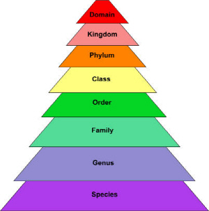 생물학적 분류 체계(biological classification system, taxonomy) : 네이버 블로그