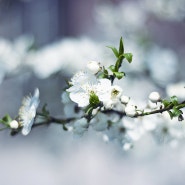 봄봄봄 봄이 왔어요♬/봄꽃 /벚꽃 이미지