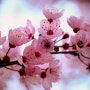화사한 봄꽃의 향연, 밴쿠버 벚꽃 축제로 초대합니다!