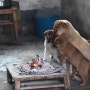 모닥불에 옹기종기 불 쬐는 강아지들 ㅋㅋ