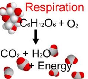 Aerobic and anaerobic respiration 유기호흡,무기호흡,호기성호흡,협기성호흡 : 네이버 블로그