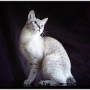 82. 고양이 종류 - 메콩 밥테일 (Mekong Bobtail)