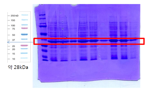 생화학 및 생명공학 실험 #8 Protein Expression, SDS-PAGE : 네이버 블로그