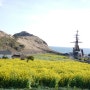 [제주도 봄 여행] 산방산에서 만난 유채꽃 그리고 용머리해안