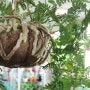[베란다식물]쭉쭉다리 넉줄고사리 키우기(후마타,공기정화식물)