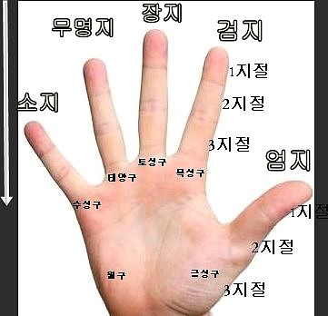 약지 새끼손가락 모양 크기 손금 사람성격 : 네이버 블로그
