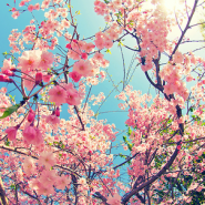 파스텔톤의 너무 예쁜 벚꽃 사진 이미지 모음♥