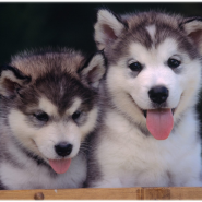 8. 개 종류 - 알래스칸 말라뮤트 (Alaskan Malamute)