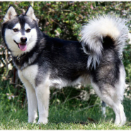 7. 개 종류 - 알래스칸 클리 카이 (Alaskan Klee Kai)