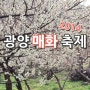 2014 광양매화축제_드넓은 청매실 농원의 너울거리는 매화바다 속 향기에 풍덩 빠져보자 ♡