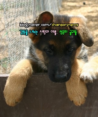 [단어장] 장으로 시작하는 말 : 네이버 블로그