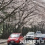 부산 달맞이고개 벚꽃