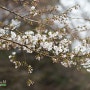 경기도청내의 벚꽃 나들이