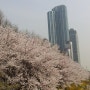 강남 양재천의 봄꽃