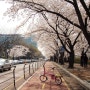 서울,벚꽃라이딩 - 한강 그리고 여의도 윤중로