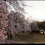[대전] 갑천&카이스트 벚꽃 풍경