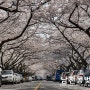 부산 남천동 벚꽃