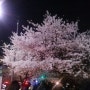 여의도 한강 벚꽃축제 벚꽃놀이 - 웨딩1번지 김은지플래너