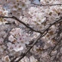 [경남여행]하동의 쌍계사 십리벚꽃길 (벚꽃명소,벚꽃축제,봄축제)