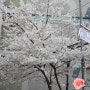 2014년 봄맞이 벚꽃놀이! / 홍대 숨은 벚꽃놀이 명소 (당인리 발전소)
