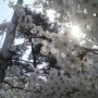 오늘의 일상 오목교 벚꽃놀이