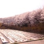 국립한국농수산대학, 특작과 온실 앞의 벚꽃사진 절정!!