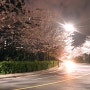 부산 벚꽃명소/부산 꽃놀이 :: 해운대 대우마리나 벚꽃