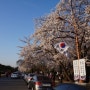 [벚꽃놀이] 서울국립현충원 수양벚꽃이 그렇게 예쁘다더라 ♪