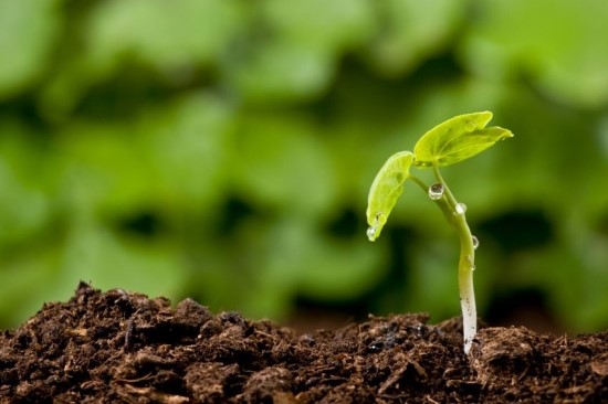 ​영어단어 영어로 외우기: sprout & bud 새싹과 어린 봉오리/눈 : 네이버 블로그