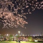 여의도 벚꽃구경 ; 엄청난 인파와 함께하는 멋진풍경