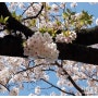 [제주의 봄] 벚꽃잎 흩나리는...봄이..아쉬워라