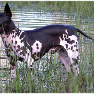 14. 개 종류 - 아메리칸 헤어리스 테리어 (American Hairless Terrier)