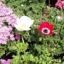 부산 꽃시장/부산화훼단지 :: 꽃향기 가득한, 석대화훼단지