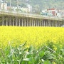 부산 유채꽃 명소/부산 꽃놀이 :: 유채꽃 만발한, 해운대 석대천