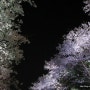 [호수공원/일산] 봄밤 산책