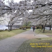 <일산호수공원> 일산호수공원 벚꽃, 일산 호수공원 벚꽃축제에 많은분들이 오셨네요