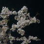 140406 : 야간 벚꽃 나들이 < 여의도 한강공원 + 국회의사당 + 남산 + 석촌호수 >