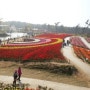 2014 태안 튤립.백합 꽃 축제
