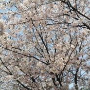 작년에 찍은 벚꽃 사진