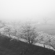 [당진]花霞, 벚꽃안개