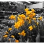 아름다운 봄의 현장, 양재동 꽃시장