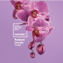 2014 컬러 트렌드 : Radiant Orchid