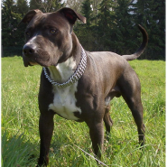 16. 개 종류 - 아메리칸 스태퍼드셔 테리어 (American Staffordshire Terrier)