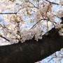 2014년 여의도 벚꽃축제