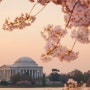 워싱턴D.C. 벚꽃축제 Washington D.C. for the annual Cherry Blossom Festival