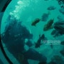 바다 속 해저탐험 : 제주도잠수함