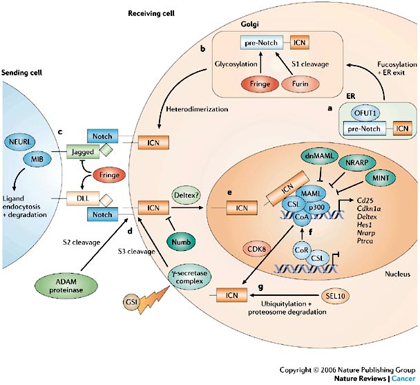 [발생생물학] 세포 간 통신(Cell-to-cell communication) -3 : 네이버 블로그
