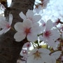 2014년4월4일 서울에 있는 동네의 화사하게 꽃핀 벚꽃, 흩날려 떨어진 벚꽃 아름답다