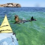 Penguin island + Sea Lion island Kayak Tour