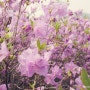 # 좋은느낌 (10) - 진달래 꽃동산